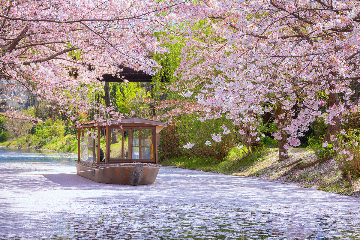 Japan honeymoon — Kyoto temple in cherry blossom