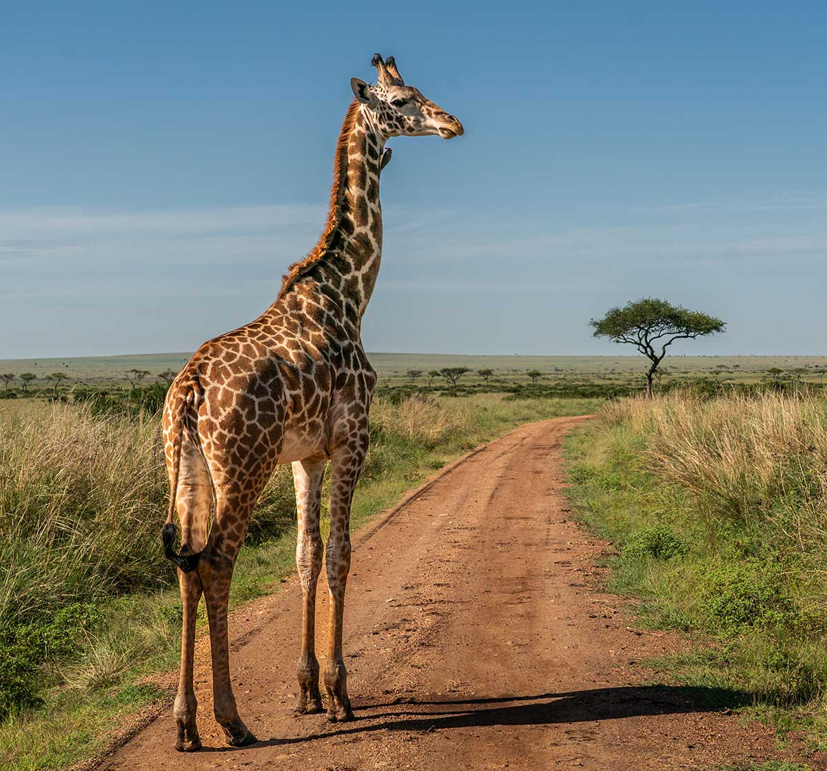 Africa luxury — safari lodge with elephants on plains